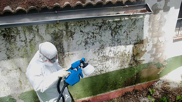 Trusted Attic Mold Removal service in Eden Prairie, MN - Cheap Mold Removal